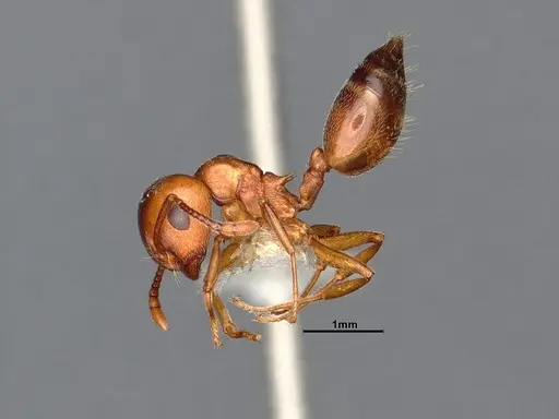 Crematogaster depilis - CASENT4031313