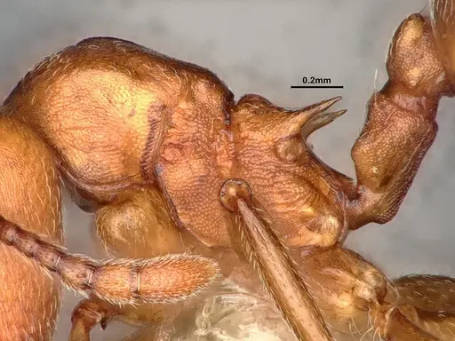 Crematogaster depilis - CASENT4031313