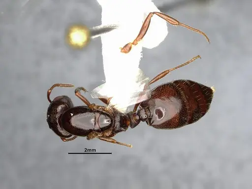 Crematogaster depilis - CASENT4031432