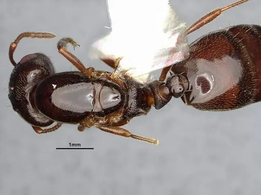 Crematogaster depilis - CASENT4031432