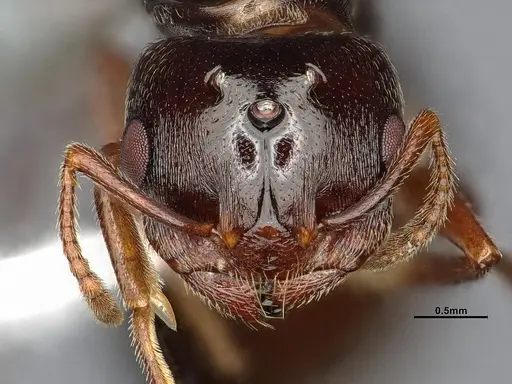 Crematogaster depilis - CASENT4031432