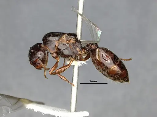 Crematogaster depilis - CASENT4031432