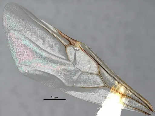 Crematogaster depilis - CASENT4031432