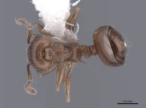 Crematogaster depilis - FMNHINS0000062954