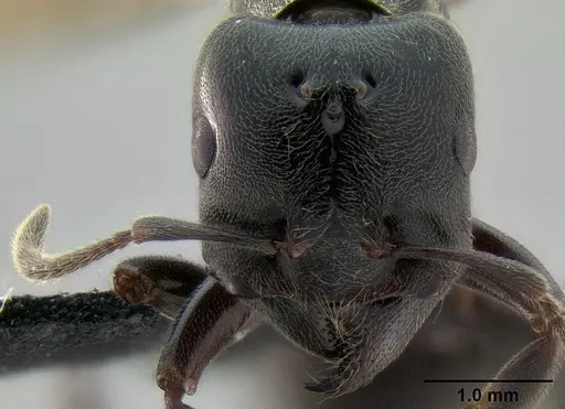 Crematogaster depressa specimen