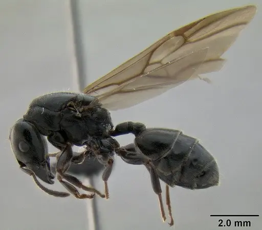 Crematogaster depressa specimen
