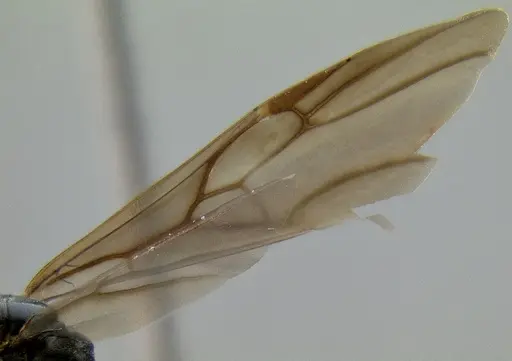 Crematogaster depressa - CASENT0087590