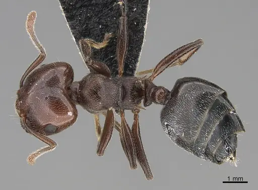 Crematogaster depressa - CASENT0170287