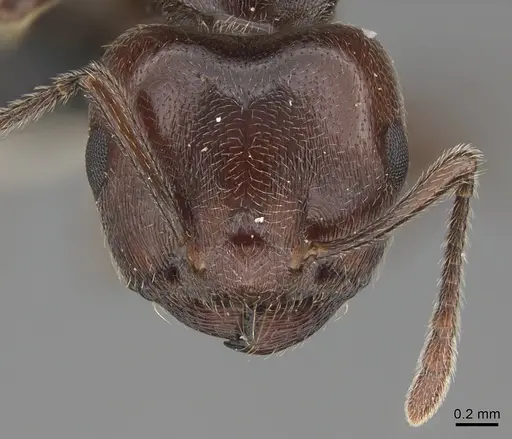 Crematogaster depressa - CASENT0170287