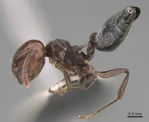 Crematogaster depressa - CASENT0170287