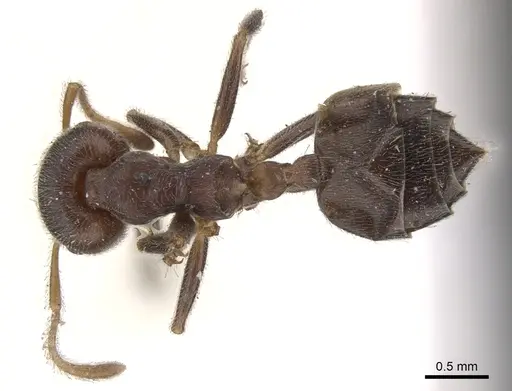 Crematogaster depressa - CASENT0902072