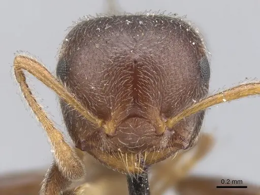Crematogaster depressa - CASENT0902072