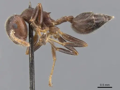 Crematogaster depressa - CASENT0902072