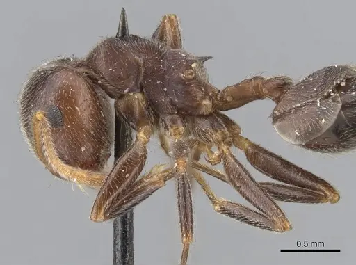 Crematogaster depressa - CASENT0902072