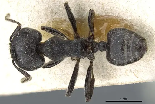 Crematogaster depressa - CASENT0904471
