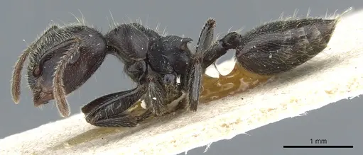 Crematogaster depressa - CASENT0904471