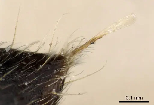 Crematogaster depressa - CASENT0904471