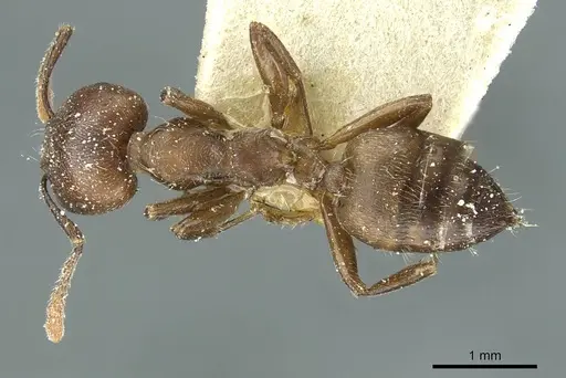 Crematogaster depressa - CASENT0912627