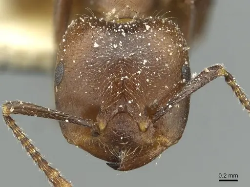 Crematogaster depressa - CASENT0912627