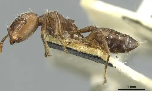 Crematogaster depressa - CASENT0912627
