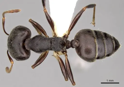 Crematogaster depressa - CASENT0914285