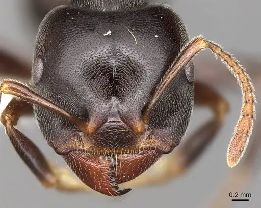 Crematogaster depressa - CASENT0914285