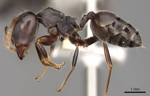 Crematogaster depressa - CASENT0914285