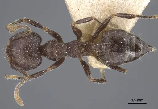 Crematogaster depressa - CASENT0916988