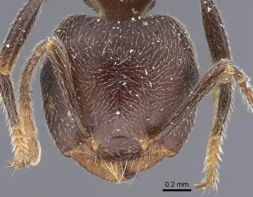 Crematogaster depressa - CASENT0916988