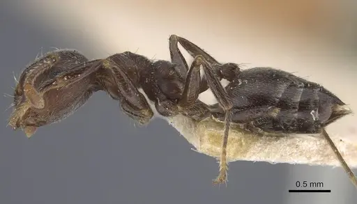 Crematogaster depressa - CASENT0916988