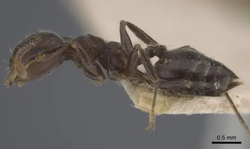 Crematogaster depressa - CASENT0916988