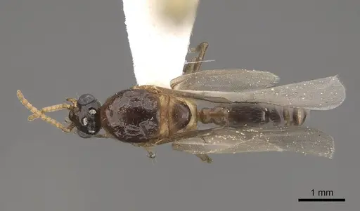 Crematogaster desecta specimen