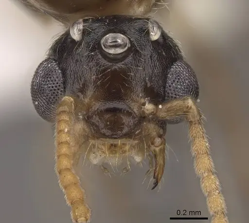 Crematogaster desecta specimen