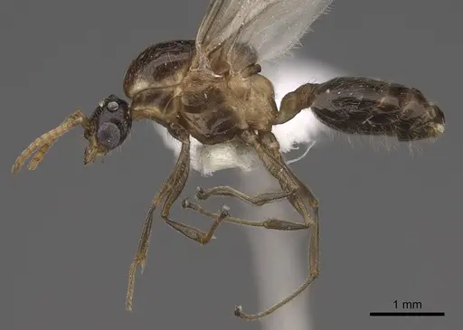 Crematogaster desecta specimen