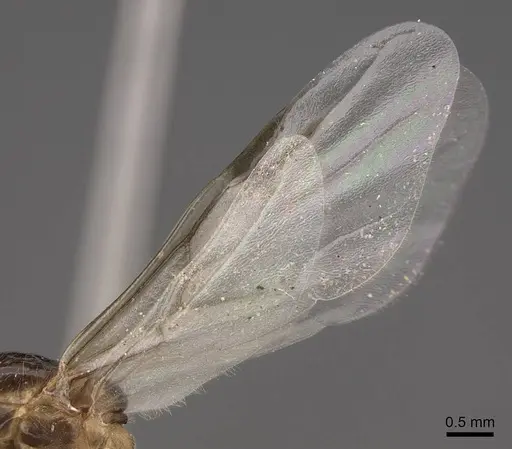 Crematogaster desecta - CASENT0761199