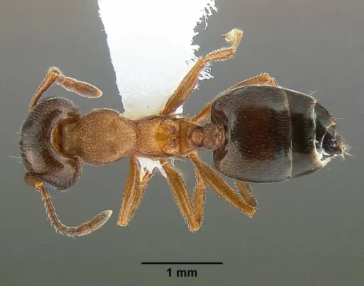 Crematogaster desecta - CASENT0863461