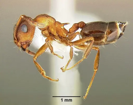 Crematogaster desecta - CASENT0863461