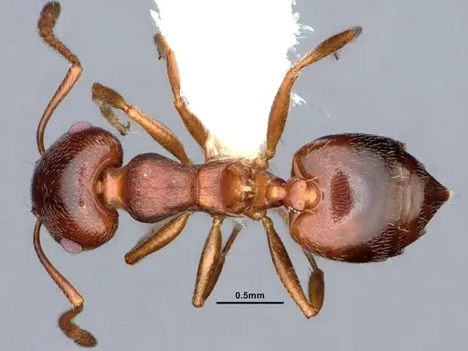 Crematogaster desecta - CASENT0884413