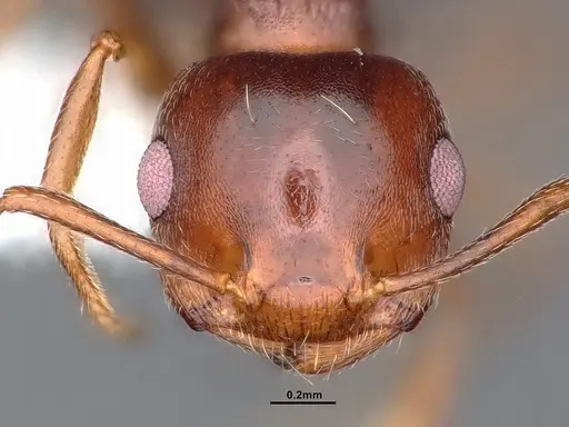 Crematogaster desecta - CASENT0884413