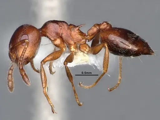 Crematogaster desecta - CASENT0884413