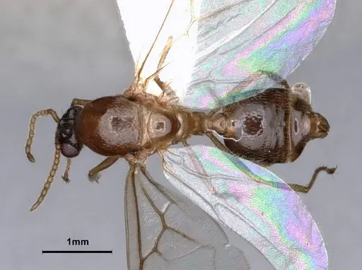 Crematogaster desecta - CASENT0886894