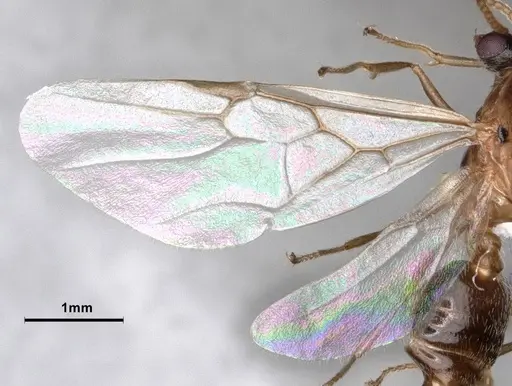 Crematogaster desecta - CASENT0886894