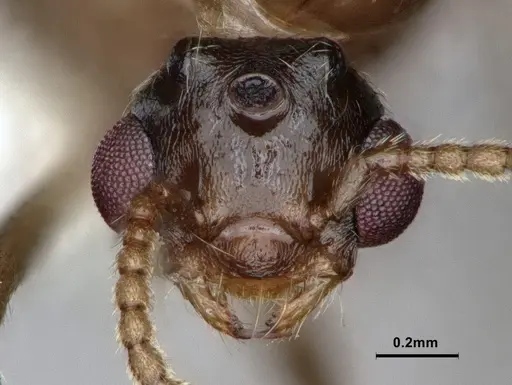 Crematogaster desecta - CASENT0886894