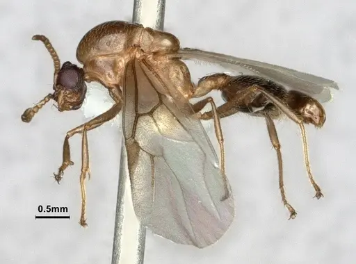 Crematogaster desecta - CASENT0886894