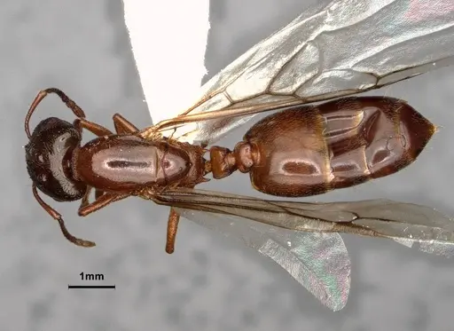 Crematogaster desecta - CASENT0886895