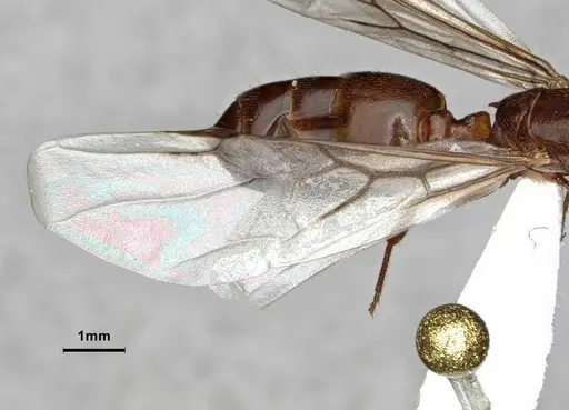 Crematogaster desecta - CASENT0886895