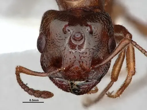 Crematogaster desecta - CASENT0886895
