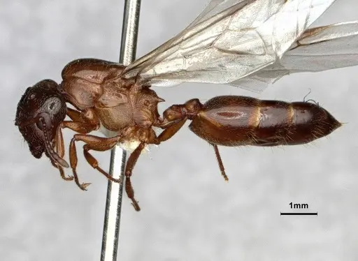 Crematogaster desecta - CASENT0886895