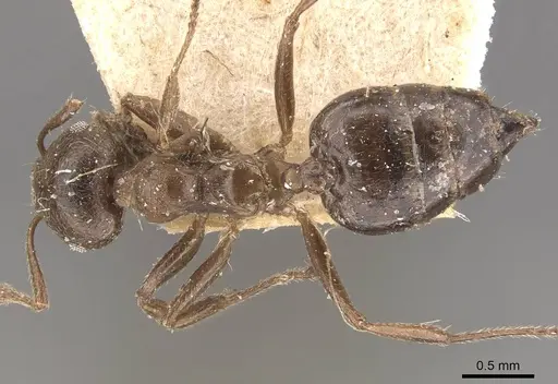 Crematogaster desecta - CASENT0908573