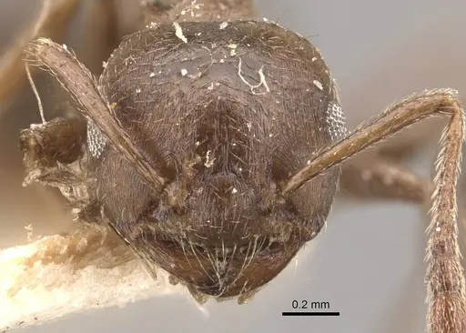 Crematogaster desecta - CASENT0908573